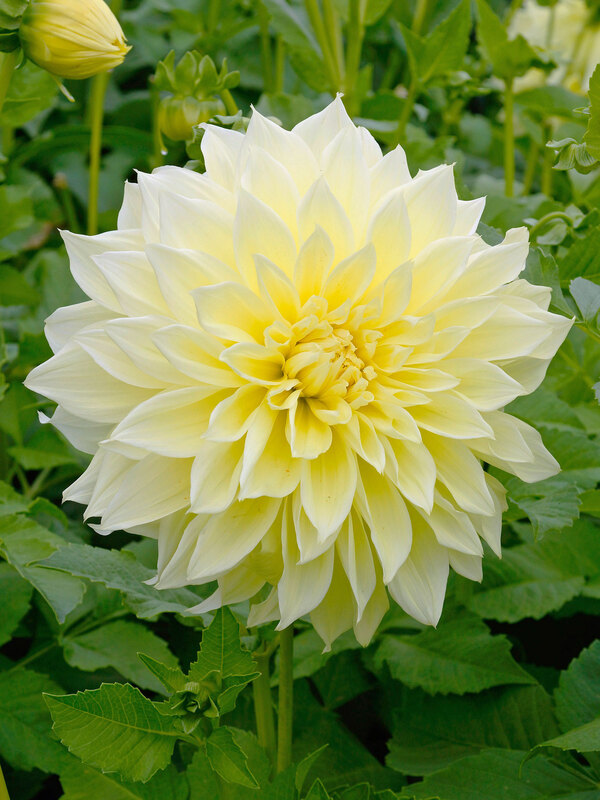 Dahlia Kelvin Floodlight
