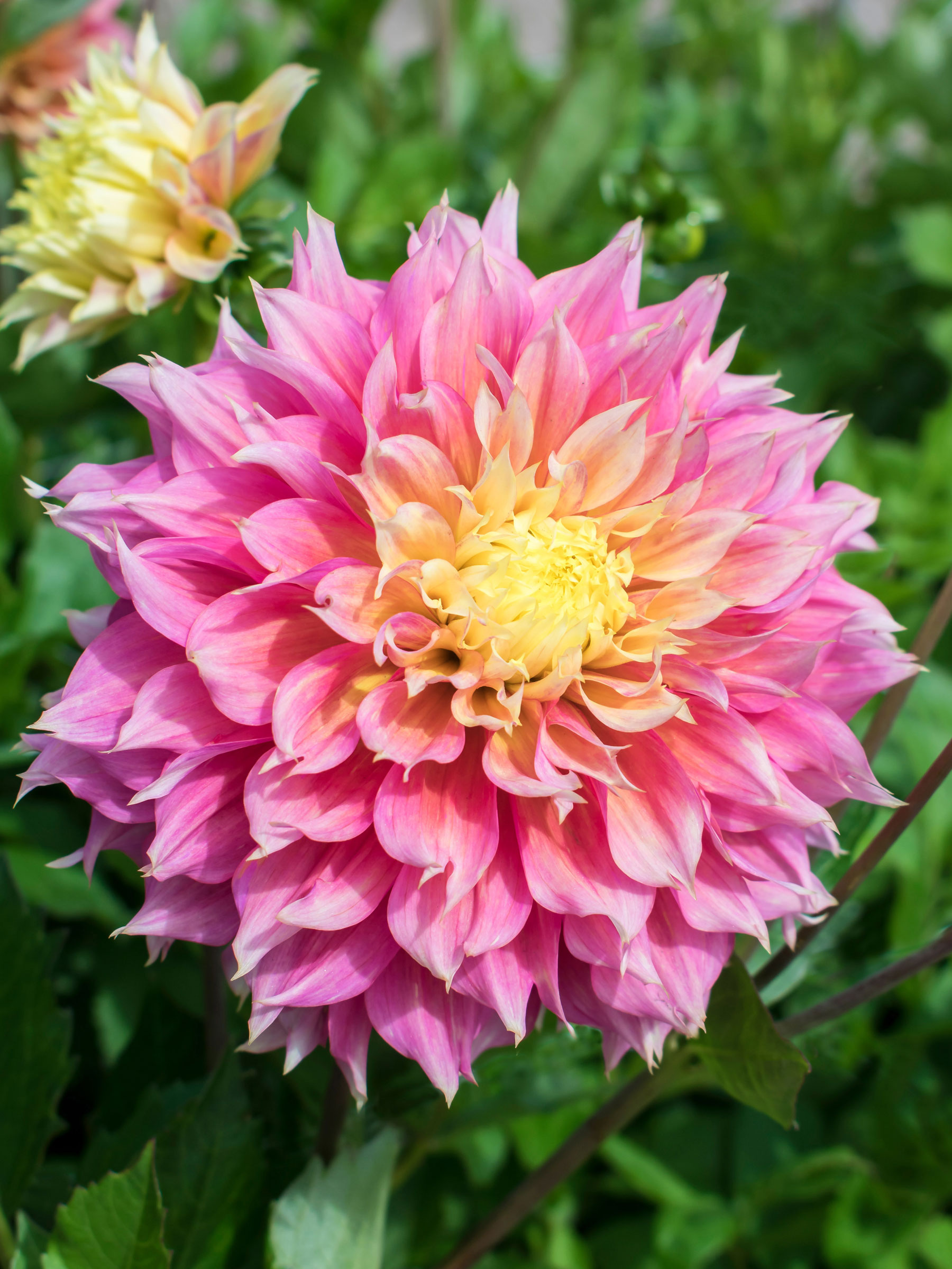 P.Fubuki（OC） pup from 晴花plants P.Fubuki（OC） pup from 晴花plants