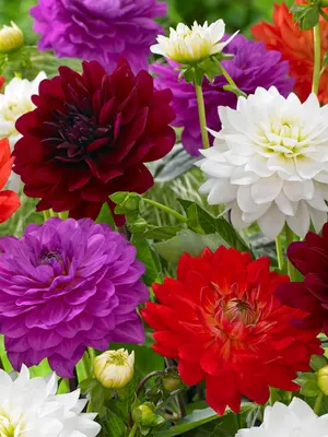 Link to Dahlia Karma Inspiration Blend