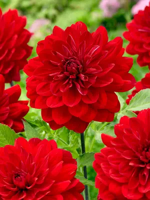 Link to Dahlia Karma Amora