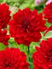 Dahlia Karma Amora