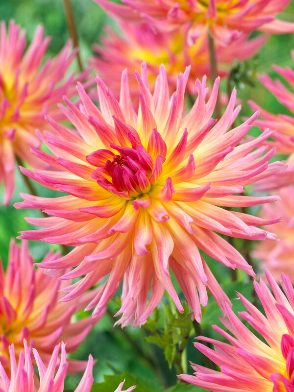 Dahlia Karma Sangria