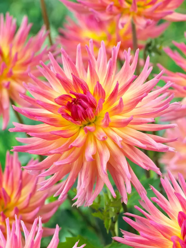 Dahlia Karma Sangria