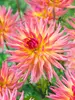 Dahlia Karma Sangria