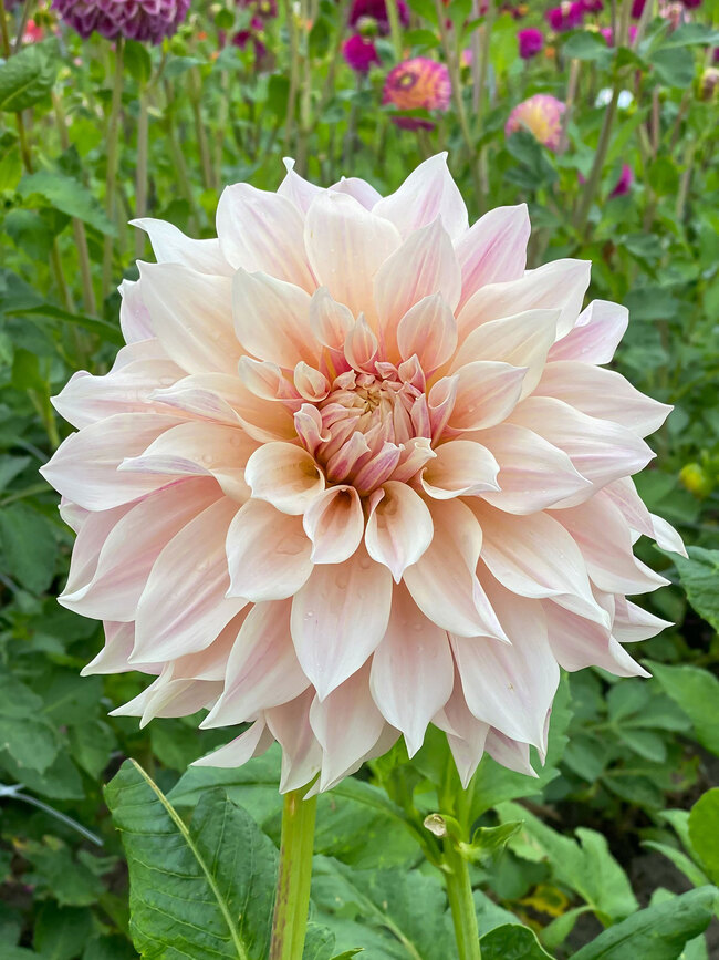 Dahlia Cafe' Au Lait  Bluestone Perennials