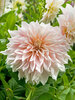 Dahlia Cafe au Lait