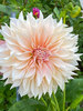 Dahlia Cafe au Lait