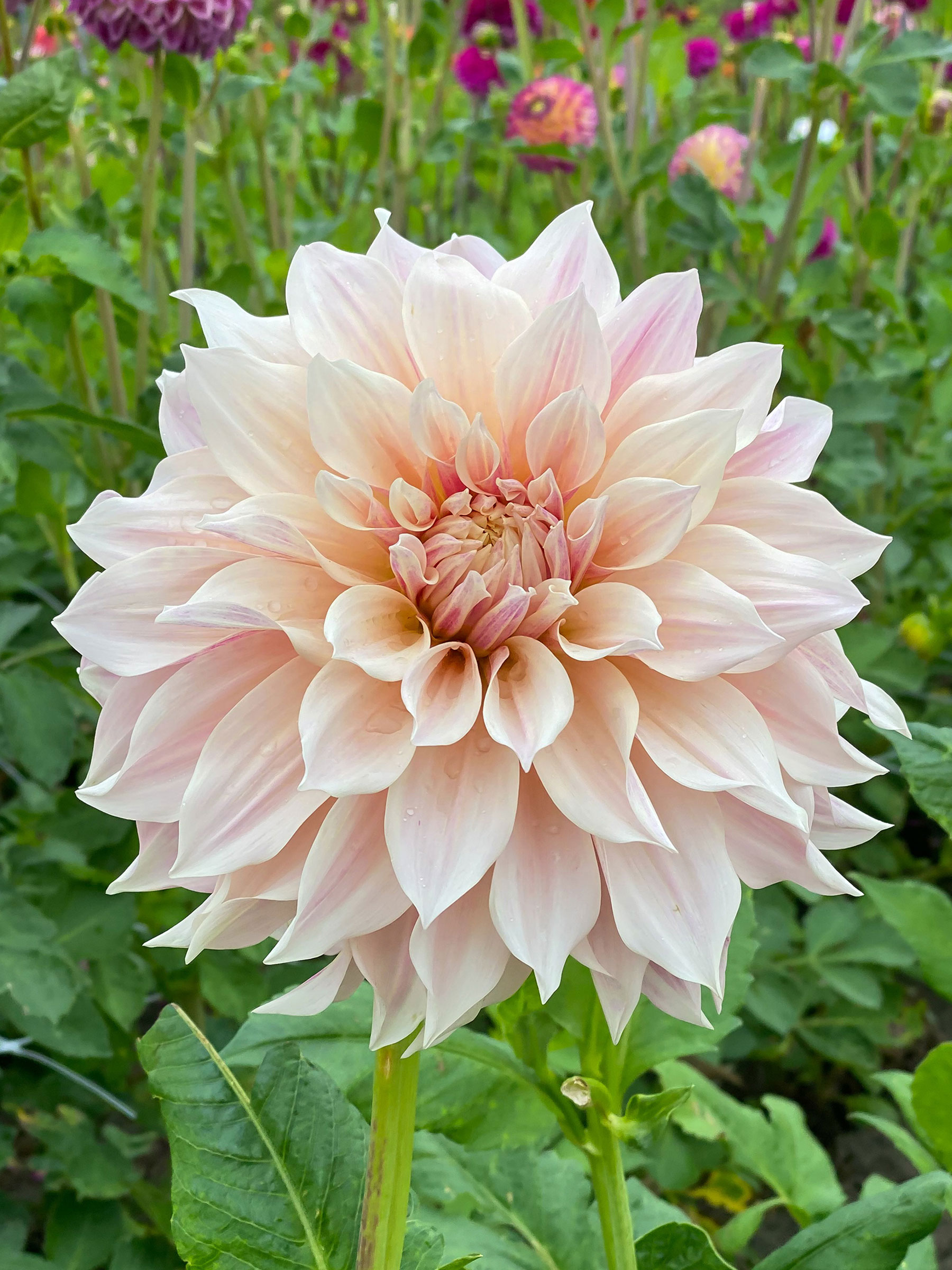 Dahlia Cafe' Au Lait (Dinner Plate Dahlia)