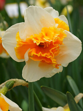 Photo of Daffodil Love Call