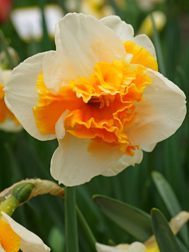 Daffodil Love Call