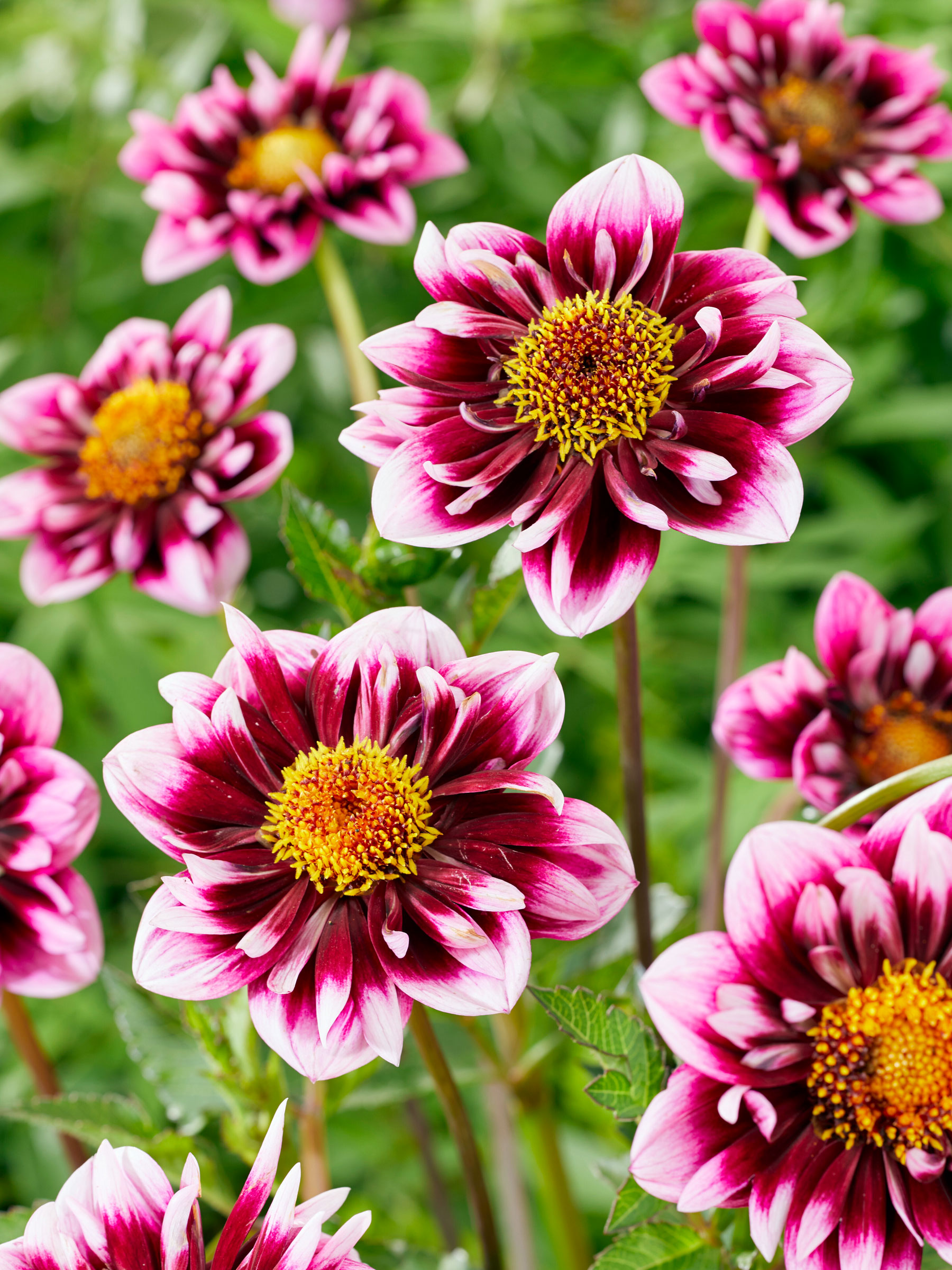 BDALD-0-Dahlia-Liquid-Desire-