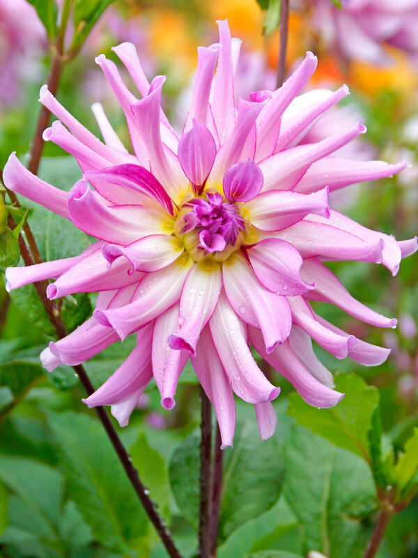 Dahlia Leila Savanna Rose