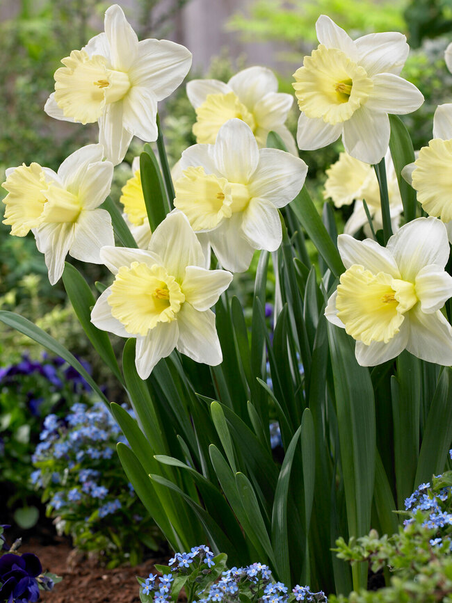 Daffodil Lemon Glow