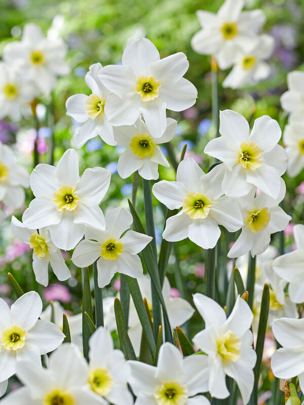 Daffodil Lieke