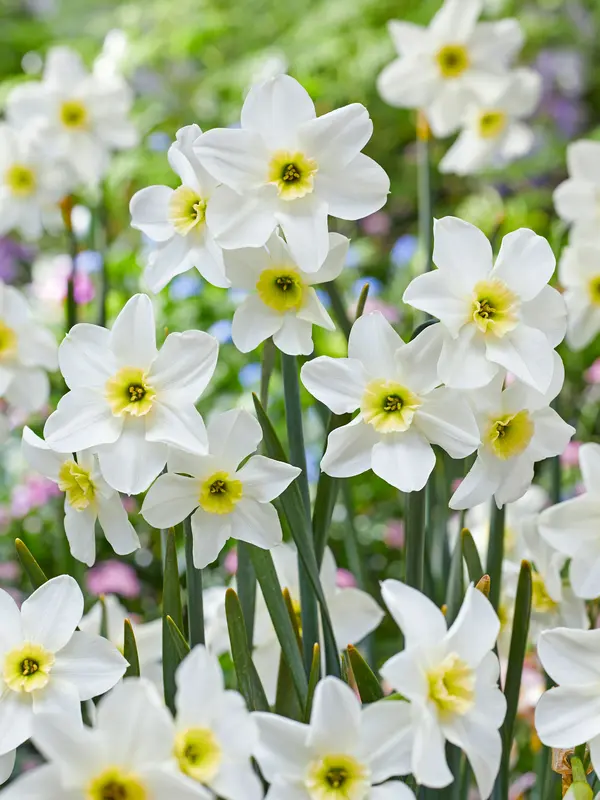 Daffodil Lieke
