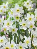 Daffodil Lieke