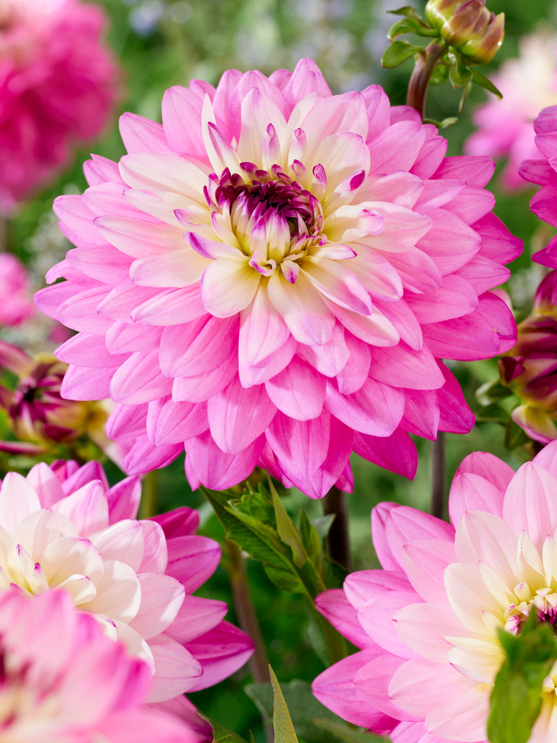【美品】週刊花百科 Fleur（フルール） 雑誌 全100冊セット 中古】 週刊花百科 Fleur フルール No.12 190065の通販 by もりもり