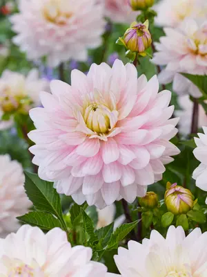 Link to Dahlia Lady Kate