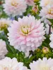 Dahlia Lady Kate