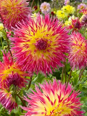 Link to Dahlia Lindsay Michelle