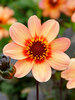 Dahlia Happy Single First Love