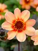 Dahlia Happy Single First Love