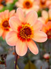 Dahlia Happy Single First Love