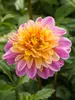 Dahlia Life Style