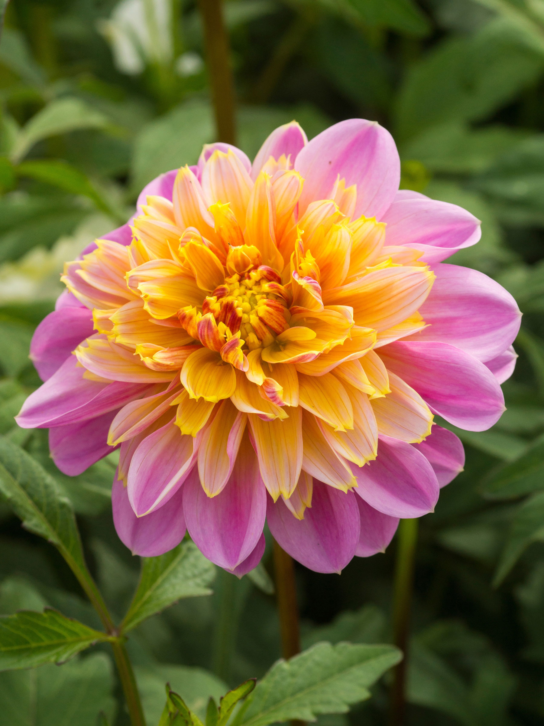 BDALS-0-Dahlia-Life-Style-dv.jpg