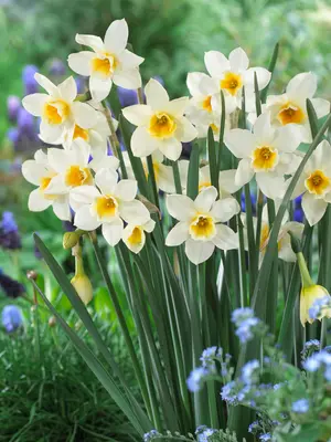 Link to Daffodil Sweet Love