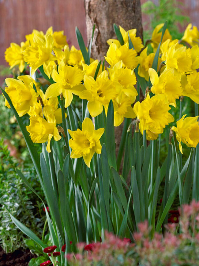 Daffodil Intrigue