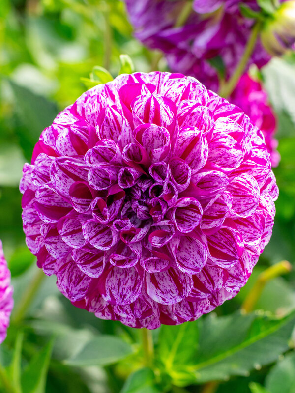 Dahlia Marble Ball