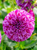 Dahlia Marble Ball