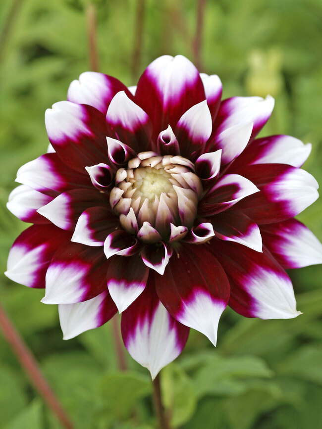 Dahlia Mystery Day