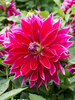 Dahlia Mero Star