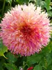 Dahlia Myrtle's Folly