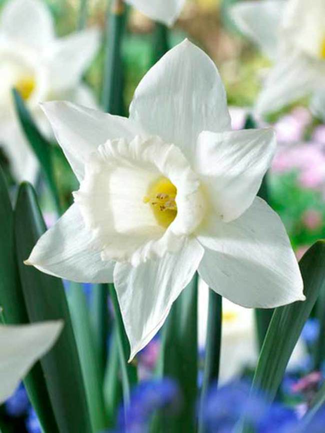 Daffodil Mount Hood Bluestone Perennials