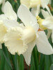 Daffodil Mount Hood