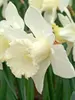 Daffodil Mount Hood