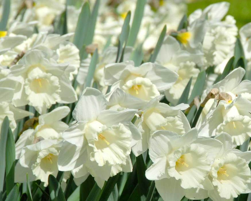 Daffodil Mount Hood Bluestone Perennials