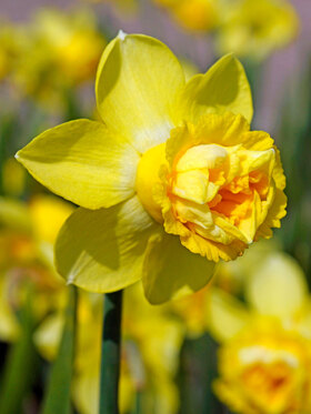 Photo of Daffodil Milena