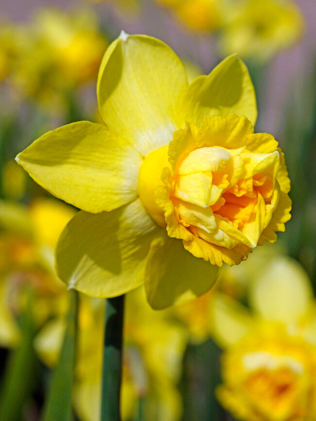 Daffodil Milena