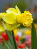 Daffodil Milena