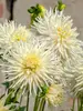 Dahlia My Love