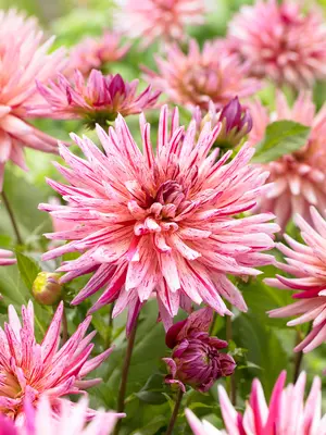 Link to Dahlia Alain Mimoun