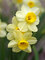 Daffodil Minnow