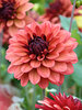 Dahlia Missis Miley