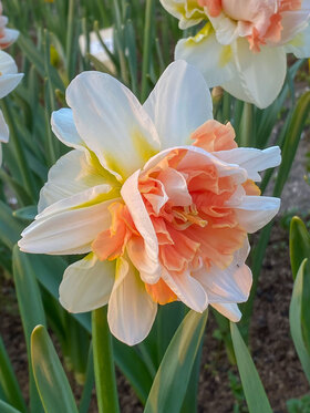 Photo of Daffodil My Story