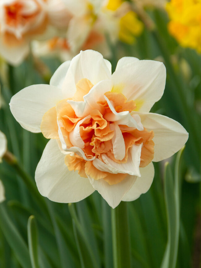 Daffodil My Story | Bluestone Perennials