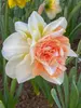 Daffodil My Story